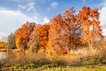 Fototapeta premium Bald cypress trees in Autumn