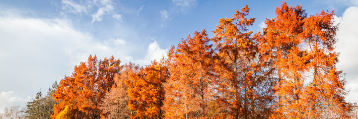 Red bald cypress in Autumn with a blue sky on a sunny day of november