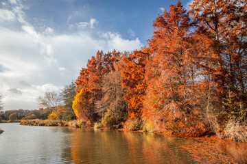 Red cypress trees and pond of a french forest during Autumn in France