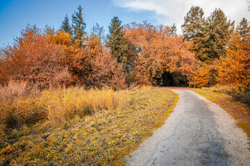 Fototapeta premium Single lane track leading to a colorful tunnel of leaves on a sunny Autumn day in France