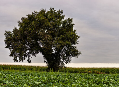 Tree along the route of Chemin du Puy in the canton of Arthez-de-B&eacute;arn