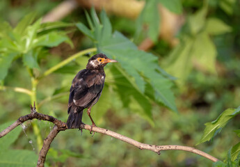 Naklejka na ściany i meble Indian pied myna is a species of starling found in the Indian subcontinent.