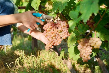 Close-up of hand cutting harvest of pink grapes, in vineyard