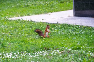 A cute squirrel (Sciurus) in the park
