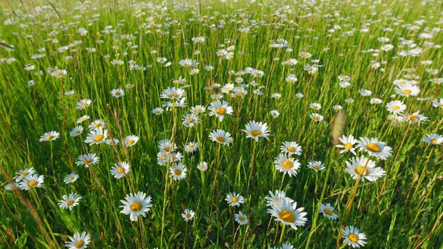 Flower of daisy is swaying in the wind. Chamomile flowers field with green grass. Slow motion.