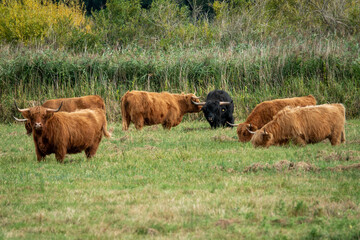 herd of highland cows a scottish breed of rust cattle with horns - obrazy, fototapety, plakaty