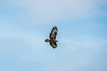 the common buzzard a medium to large bird of prey flying across a blue sky with wispy cloud