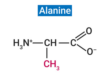 Alanine is an amino acid that is used to make proteins