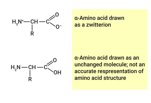 Chemical structure of amino acid or zwitterion