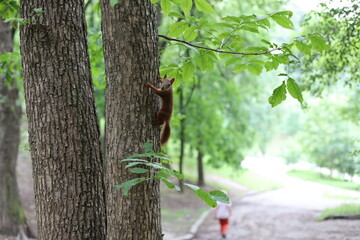 squirrel in a park