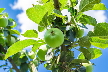 Photography on theme beautiful fruit branch apple tree