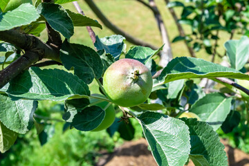 Photography on theme beautiful fruit branch apple tree
