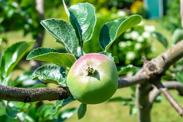 Photography on theme beautiful fruit branch apple tree