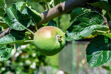 Photography on theme beautiful fruit branch apple tree