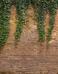 Old brick wall and hanging branches of Virginia creeper