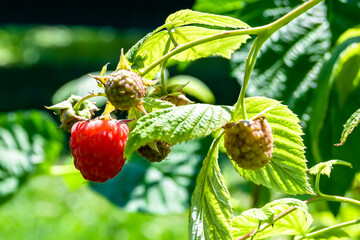 Photography on theme beautiful berry branch raspberry bush