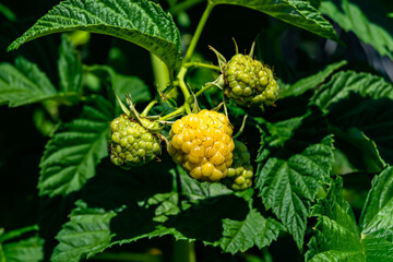 Photography on theme beautiful berry branch raspberry bush