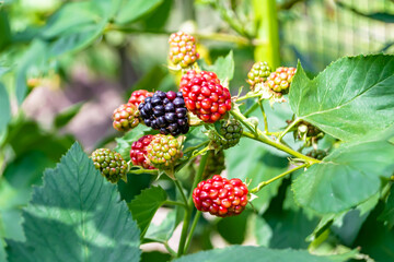 Photography on theme beautiful berry branch blackberry bush