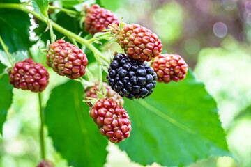 Photography on theme beautiful berry branch blackberry bush