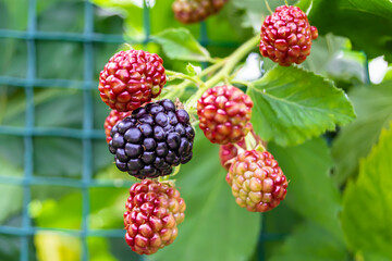 Photography on theme beautiful berry branch blackberry bush