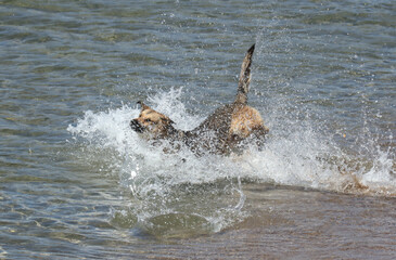 Fototapeta premium The dog swims in the sea.