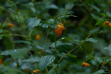 Beautiful orange jewelweed sitting in the woods. This wildflower also goes by the names spotted touch-me-not, orange balsam, and kicking-colt. I love how the dew is glistening on her leaves. - obrazy, fototapety, plakaty