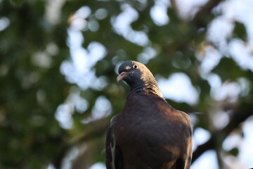 wild pigeon on a branch