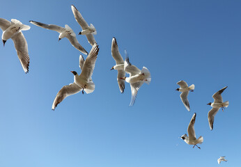 A flock of seagulls in flight against a sky.