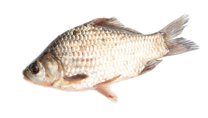 The fish is isolated on a white background.