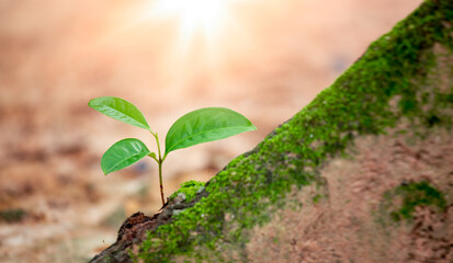 Earth day concept. Renewable energy for future. Sustainable resources. Plant management or environment symbol. Clean energy growing up.