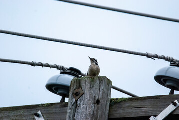 Hairy Woodpecker on Telephone Pole - Powered by Adobe