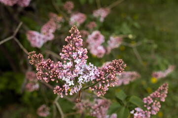 Lilac branch in the garden in spring, flowers. High quality photo