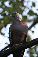 wild pigeon - dove