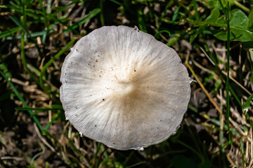 Photography to theme large beautiful poisonous mushroom in forest