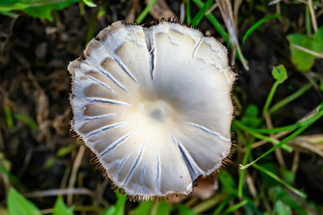 Photography to theme large beautiful poisonous mushroom in forest