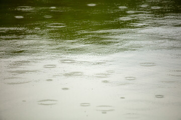 Raindrops on the surface of the water in the pond.