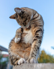 Portrait of a cat in nature.