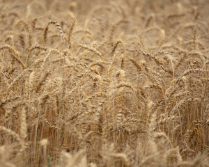Ripe ears of wheat as a background.