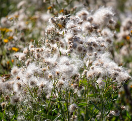 Fluff on a herbaceous plant in the park.