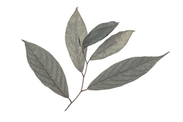 Green leaf Cananga odorata 