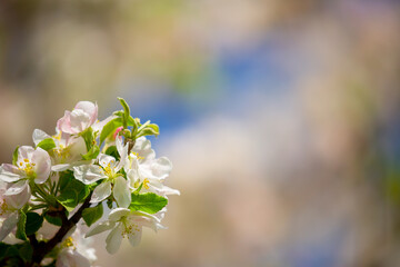 Spring blooming sakura trees. Pink flowers Sakura Spring landscape with blooming pink tree. Beautiful sakura garden on a sunny day.Beautiful concept of romance and love with delicate flowers.