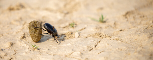 A scarab beetle rolls a ball of dung through the desert of Egypt. Dung beetle rolling a dung ball. Insect life, wildlife. - obrazy, fototapety, plakaty
