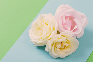 rose flowers on colorful paper background