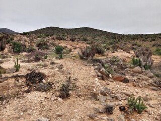 Atacama Desert - Flowering Desert - Chile