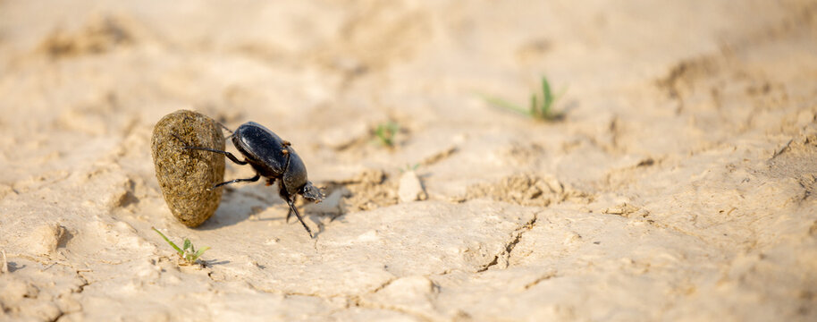 A scarab beetle rolls a ball of dung through the desert of Egypt. Dung beetle rolling a dung ball. Insect life, wildlife.