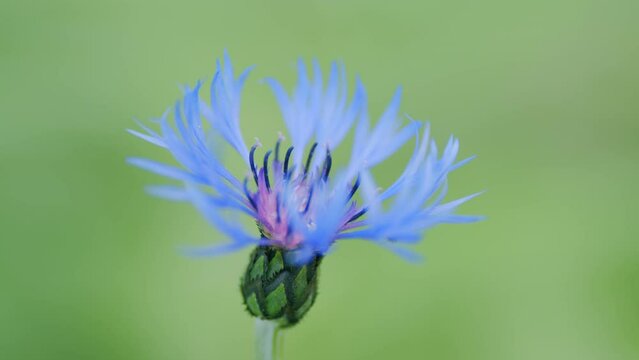 Blue bachelors button corn flower or centaurea montana. Perennial cornflower or centaurea montana, in bloom. Slow motion.