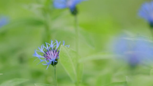 Blue wildflowers. Cornflower or bachelors button or centaurea cyanus or cyanus segetum or Centaurea montana flower. Slow motion.