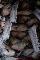 High quality photography. Close up of palm leaves nature background. Palm Tree Texture. Rough texture of palm tree trunk close-up