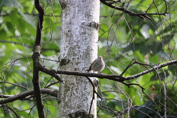 bird