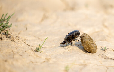 A scarab beetle rolls a ball of dung through the desert of Egypt. Dung beetle rolling a dung ball. Insect life, wildlife.
